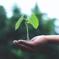 plant